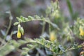 Golden drop Onosma stellulata, yellow flowering plant